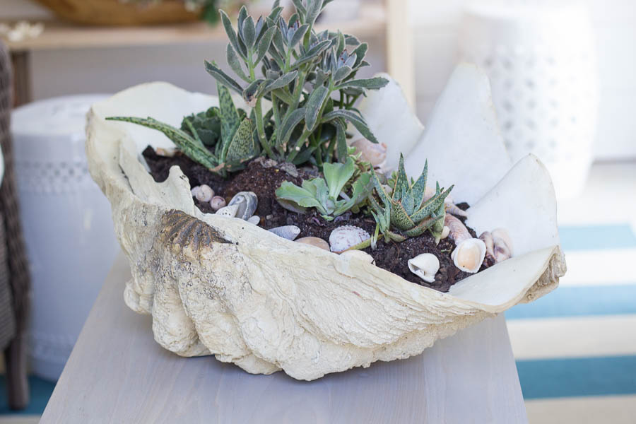 She Shed: DIY Giant Shell with Succulents - Finding Silver Pennies