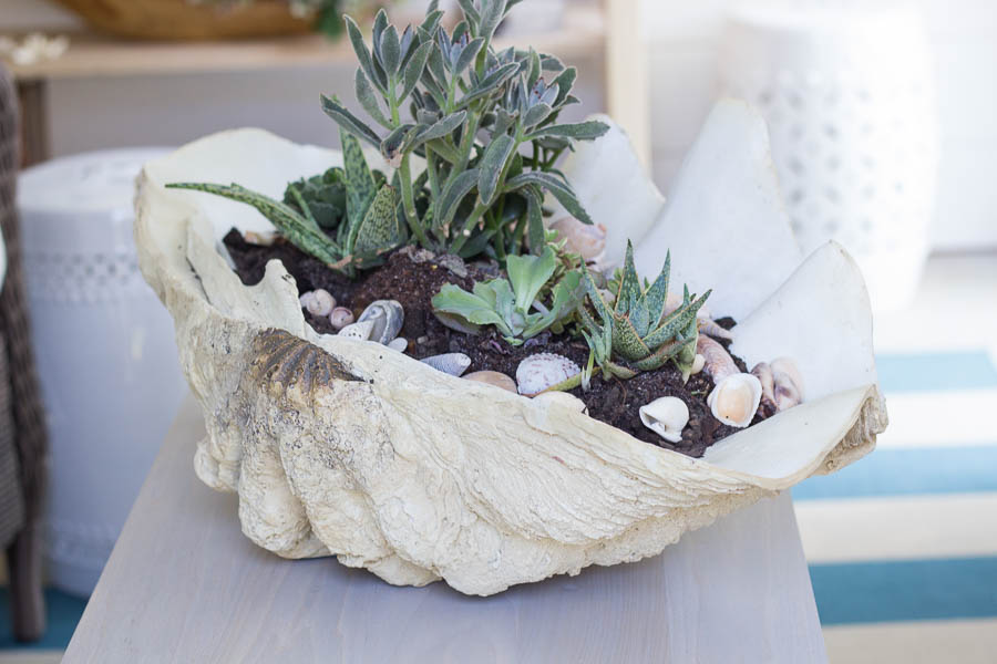 https://www.findingsilverpennies.com/wp-content/uploads/2015/09/Succulents-and-Shells.jpg