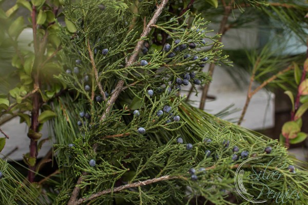 Blueberry Cedar