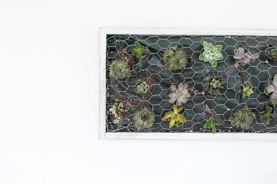Image showcasing DIY Coastal Succulent Wall Hanging - Finding Silver Pennies