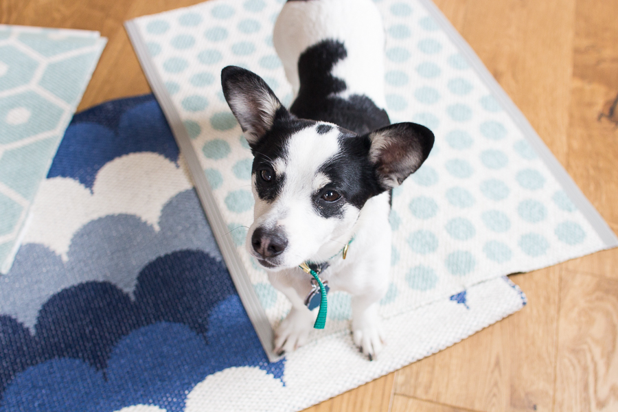 Best Rugs For Dogs: Pet Friendly Rugs And Dog Rugs