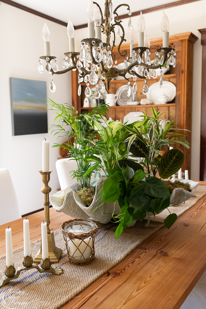 Decorating with Houseplants - Finding Silver Pennies
