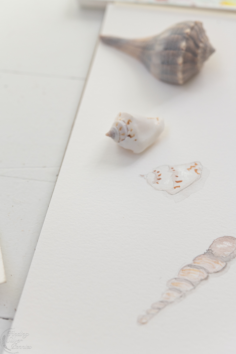 Painting Seashells (with watercolor) - Finding Silver Pennies